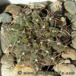 Gymnocalycium stellatum nigrispinum