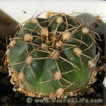 Gymnocalycium uruguayense Gf271