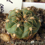 Gymnocalycium uruguayense Gf491