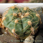 Gymnocalycium uruguayense v. roseiflorum LB655