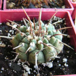 Gymnocalycium vatteri