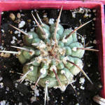 Gymnocalycium vatteri