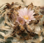 Lophophora williamsii