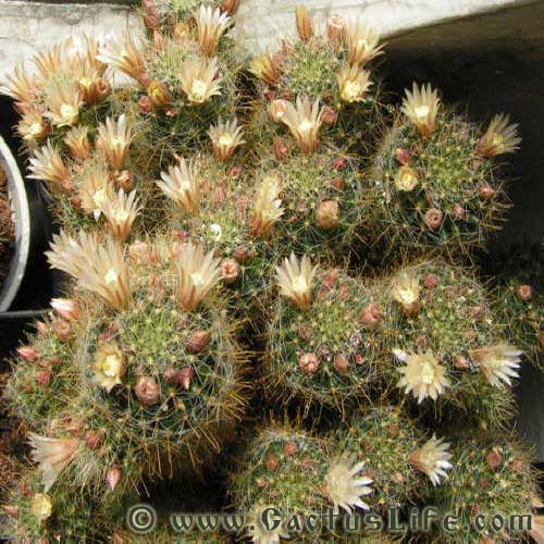 Mammillaria Wildii