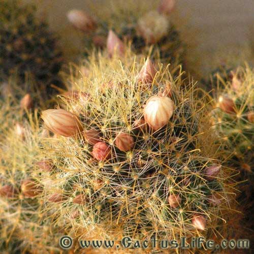 Mammillaria Wildii