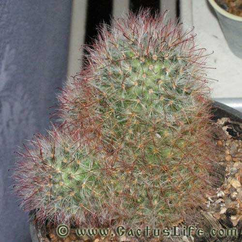 Mammillaria Bocasana