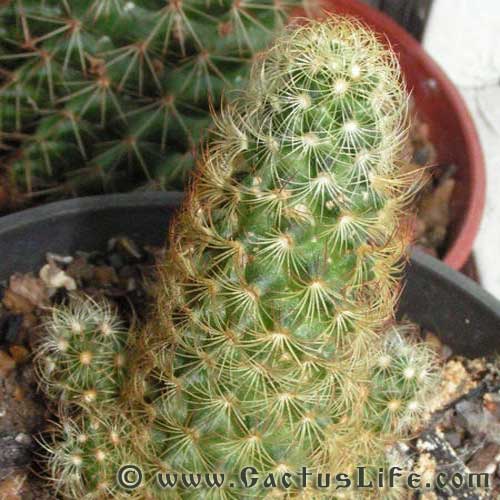 Mammillaria Elongata