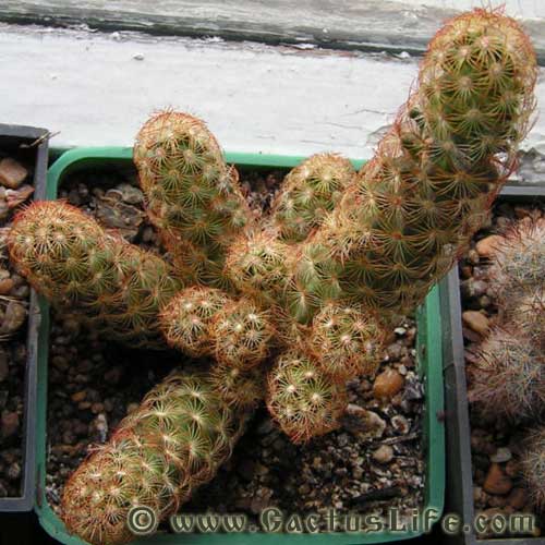 Mammillaria Elongata