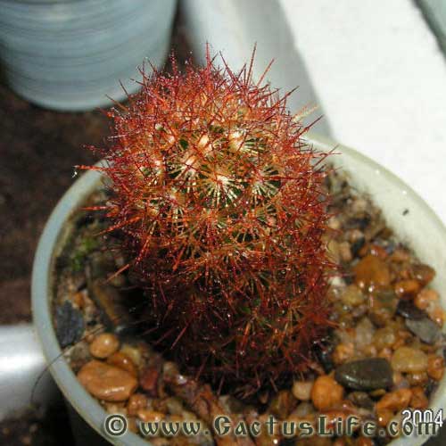 Mammillaria Elongata