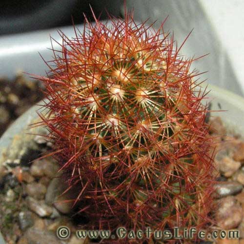 Mammillaria Elongata