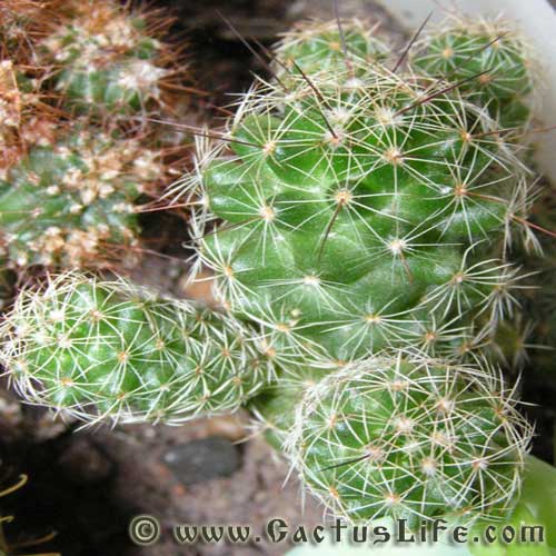 Mammilaria Gracilis