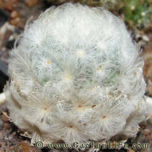 Mammillaria Plumosa