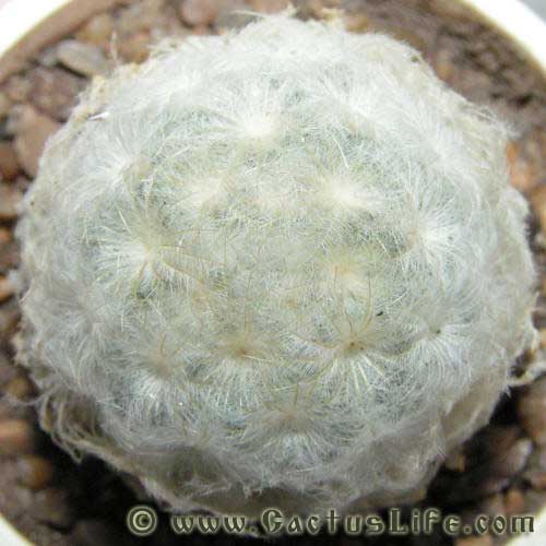 Mammillaria Plumosa