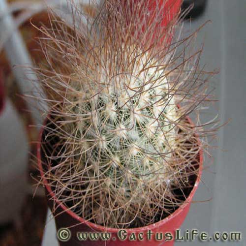 Mammillaria Rekoi ssp. leptacantha