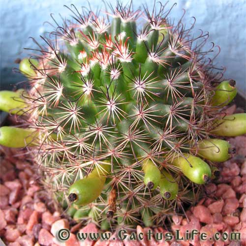 Mammillaria duoformis tenango de valle white fls