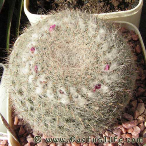 Mammillaria hahniana