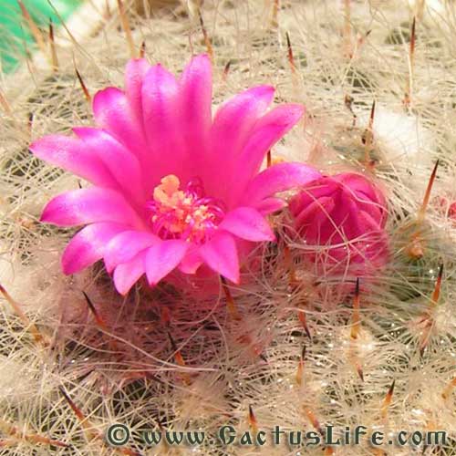 Mammillaria hahniana