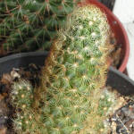 Mammillaria Elongata