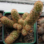 Mammillaria Elongata