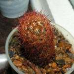 Mammillaria Elongata