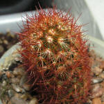 Mammillaria Elongata