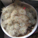 Mammillaria Prolifera