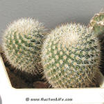 Mammillaria albilanata