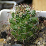 Mammillaria blossfeldiana