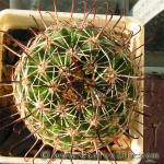 Mammillaria blossfeldiana