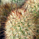 Mammillaria blossfeldiana