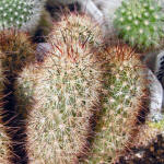 Mammillaria blossfeldiana