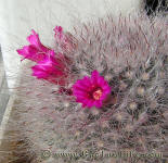 Mammillaria brauneana