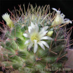 Mammillaria crinita