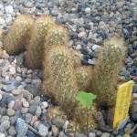Mammillaria Elongata