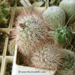 Mammillaria fraileana