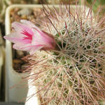 Mammillaria fraileana