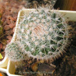 Mammillaria geminispina