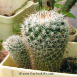 Mammillaria geminispina