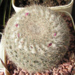 Mammilaria hahniana