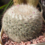 Mammilaria hahniana