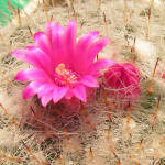 Mammilaria hahniana