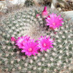 Mammilaria hahniana