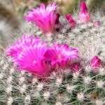 Mammilaria hahniana