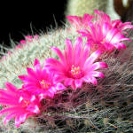 Mammilaria hahniana