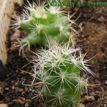 Mamillaria insularis