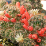 Mammillaria Prolifera