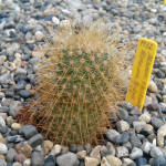 Mammillaria rhodantha