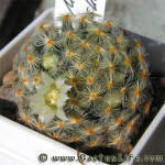 Mammilaria schiedeana