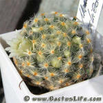 Mammilaria schiedeana