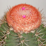 Melocactus conoideus